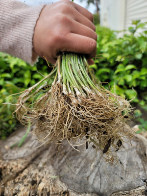 Leek (Transplants) - OG American Flag - SeedsNow.com