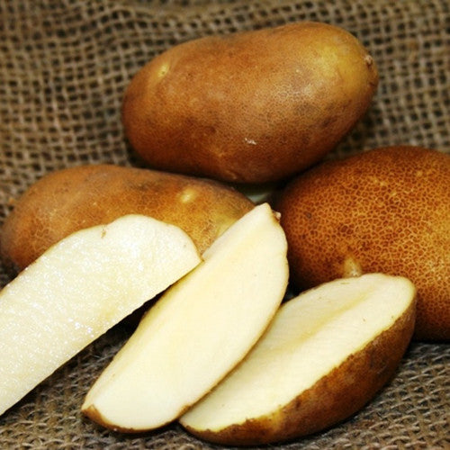Potato (Mid-Season) - Russet Pioneer (Organic/Heirloom) - SeedsNow.com