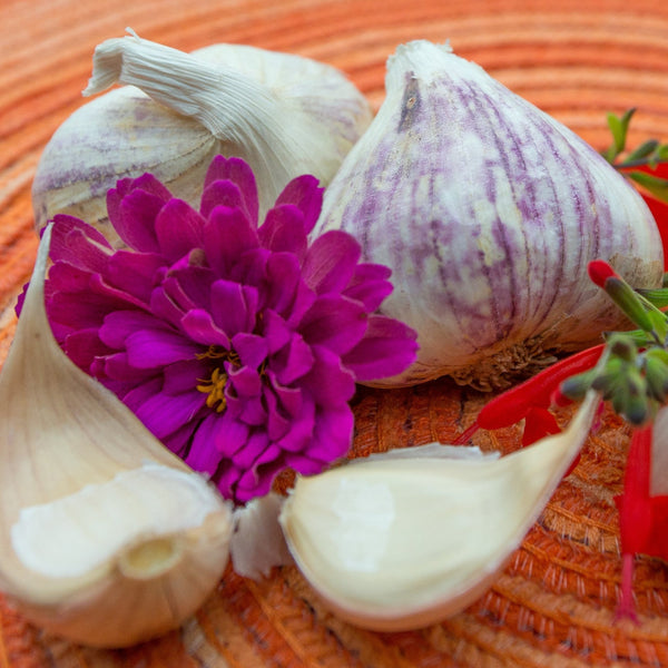 Garlic - (Soft Neck) Inchelium Red (Organic) *PRE-ORDER* - SeedsNow.com