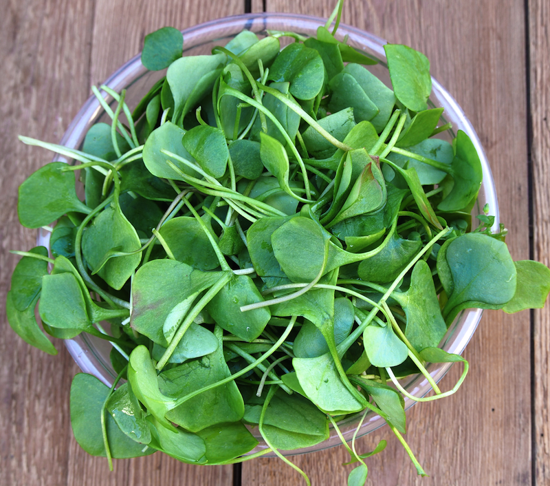 Sprouts/Microgreens - Cress.