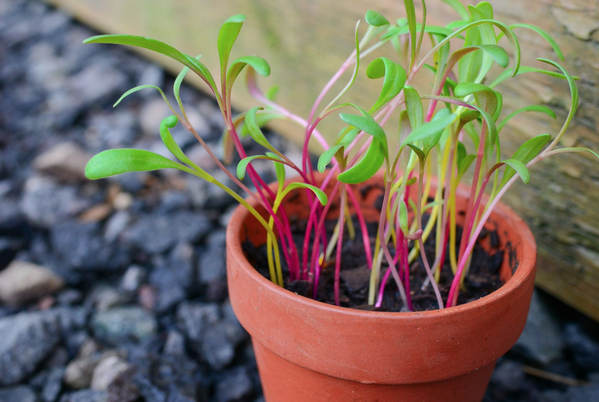 Sprouts/Microgreens - Rainbow Chard - SeedsNow.com