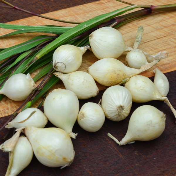 Onion (Sets) - Ebenezer, White - SeedsNow.com
