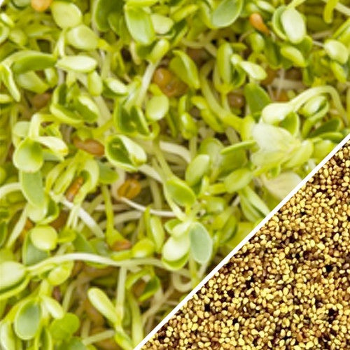 Sprouts/Microgreens - Clover.