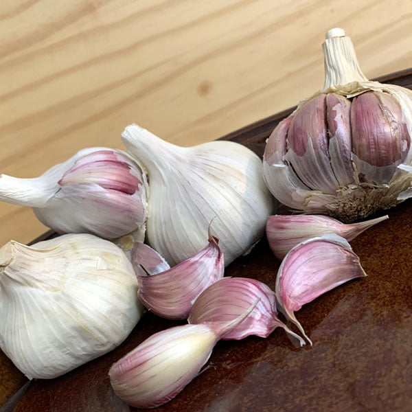 Garlic - (Hard Neck) Violet - SeedsNow.com