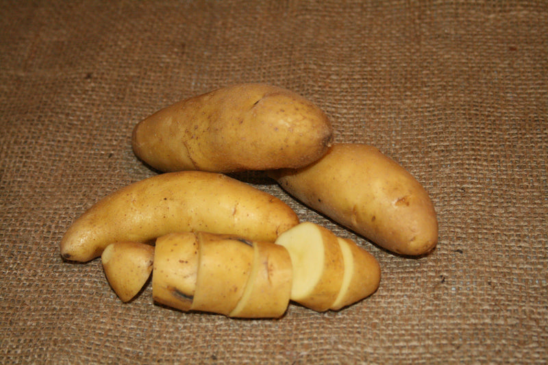 Organic Austrian Crescent Fingerling potato seed from SeedsNow-Potatoes, showing the small, elongated, organic heirloom potato bulbs.