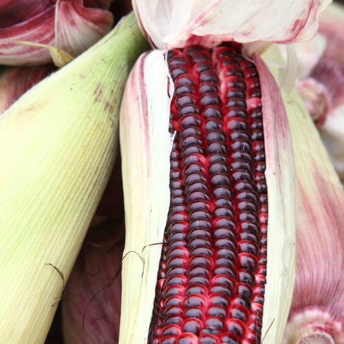 Corn - Bloody Butcher (Organic) - SeedsNow.com