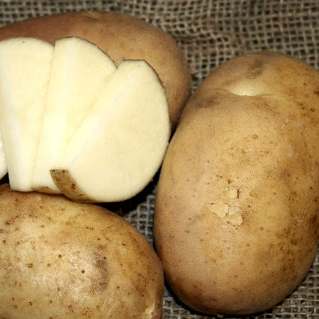 Potato (Early Season) - Cal White - SeedsNow.com