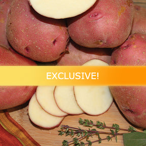 Organic Chieftain Potato seed from SeedsNow-Potatoes, showing a healthy mid-season heirloom potato with smooth skin.