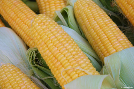 Organic Fishers Earliest sweet corn seeds from SeedsNow.com, showing vibrant green corn ears with husks and kernels.