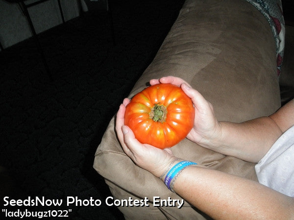 Tomato - Beefsteak/Ponderosa Red [INDETERMINATE].