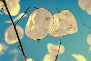 Flowers - Lunaria Silver Dollar (Money Plant) - SeedsNow.com