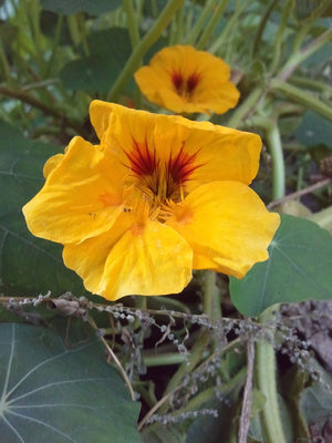 Nasturtium - Peach Melba - SeedsNow.com