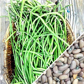 Non-GMO asparagus yard-long pole bean seeds from SeedsNow, showing vibrant green beans hanging on the plant.