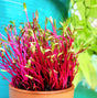 Organic dark red beet microgreens sprouts from SeedsNow, showcasing vibrant, fresh sprouting seeds on a clean background.