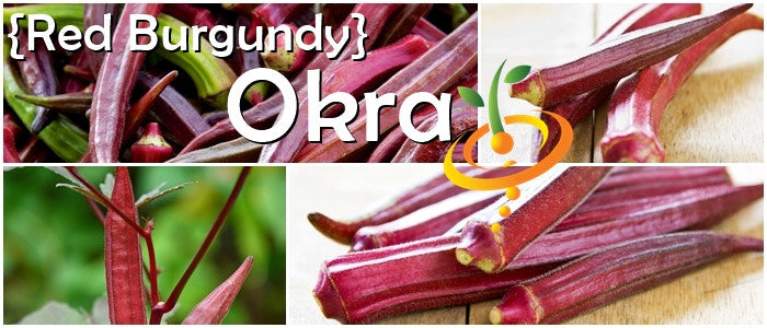 Okra - Red Burgundy.