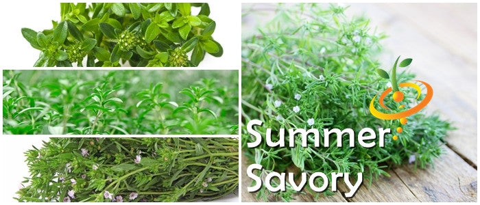 Summer Savory.