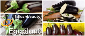 Eggplant - Blackbeauty.