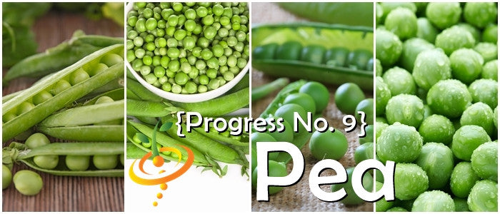 Pea - Progress No. 9.