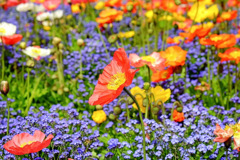 Wildflowers - Poppy Scatter Garden Seed Mix - SeedsNow.com