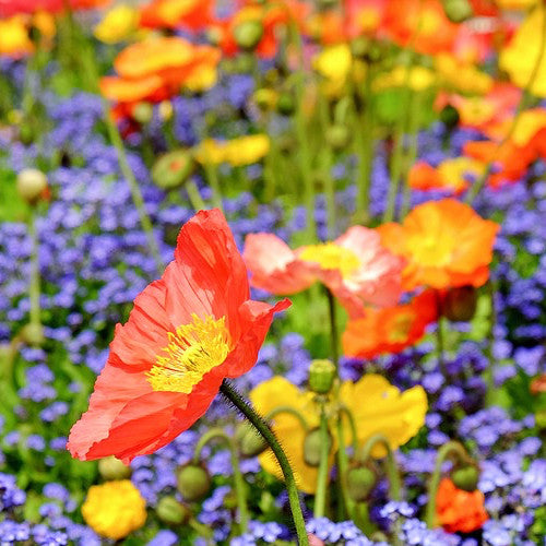 Wildflowers - Poppy Scatter Garden Seed Mix - SeedsNow.com