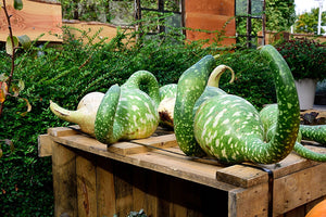 Gourd - Speckled Swan - SeedsNow.com