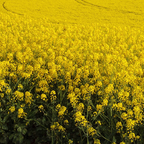 Rapeseed cover crop seeds from SeedsNow-CoverCrops, showing vibrant yellow rapeseed flowers and green foliage.