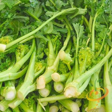 Broccoli - Rapini (Raab) - SeedsNow.com