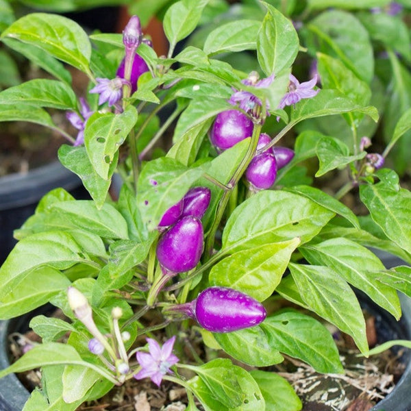 Pepper (Hot) - Pretty Purple  🔥🔥🔥🔥 - SeedsNow.com