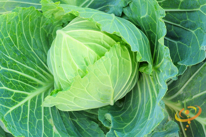 Cabbage - Brunswick - SeedsNow.com