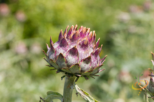 Cardoon.