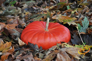 Pumpkin - Cinderella - SeedsNow.com