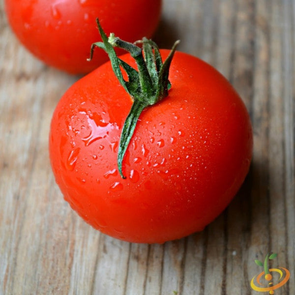 Tomato - Atkinson (Indeterminate) - SeedsNow.com