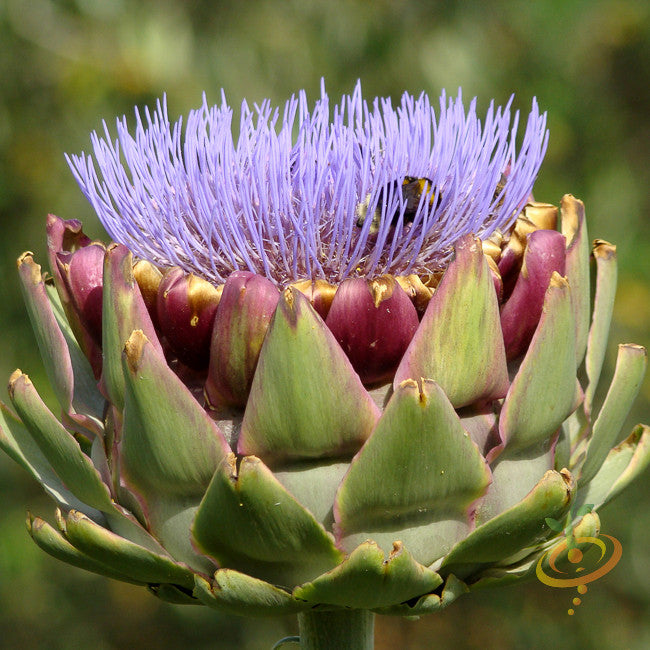 Cardoon.