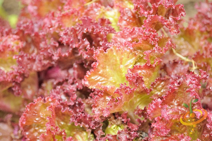 Lettuce - Lollo Rossa.