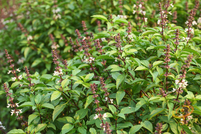 Basil - Herb Mix.