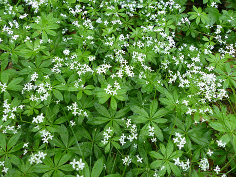 Sweet Woodruff seeds growing into green ground cover with small white star-shaped flowers