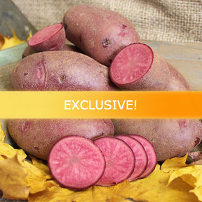 Vermillion mid-season fingerling potato seed from SeedsNow-Potatoes, showing small, elongated orange tubers with smooth skin.